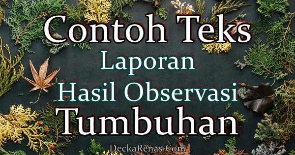 contoh teks laporan hasil observasi tentang tumbuhan