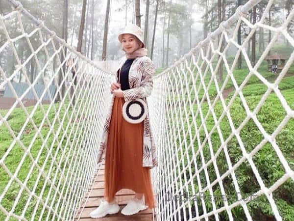 Harga tiket Masuk Hutan Pinus Limpakuwus Lokasi Jam Buka Rute Foto