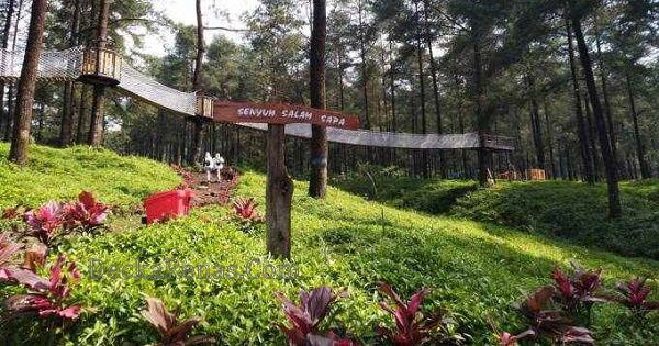 Harga tiket Masuk Hutan Pinus Limpakuwus Lokasi Jam Buka Rute Foto