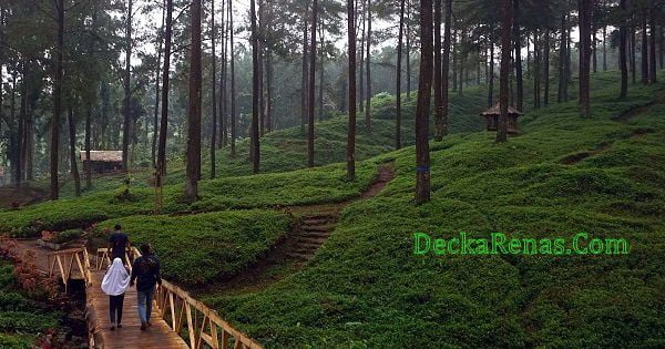 Harga tiket Masuk Hutan Pinus Limpakuwus Lokasi Jam Buka Rute Foto