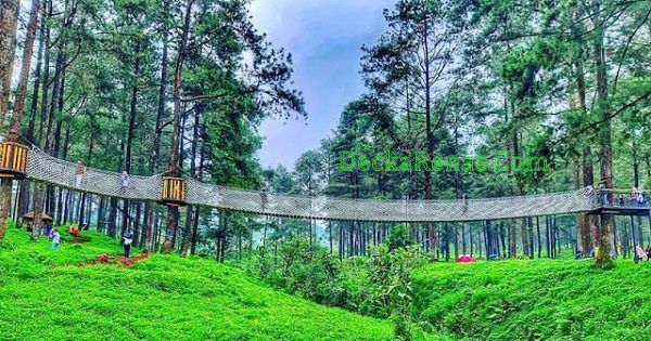 Harga tiket Masuk Hutan Pinus Limpakuwus Lokasi Jam Buka Rute Foto