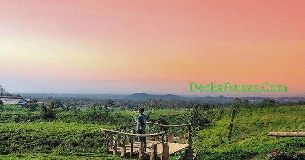 Harga tiket Masuk Hutan Pinus Limpakuwus Lokasi Jam Buka Rute Foto