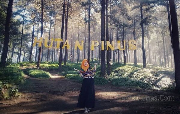 Harga tiket Masuk Hutan Pinus Limpakuwus Lokasi Jam Buka Rute Foto