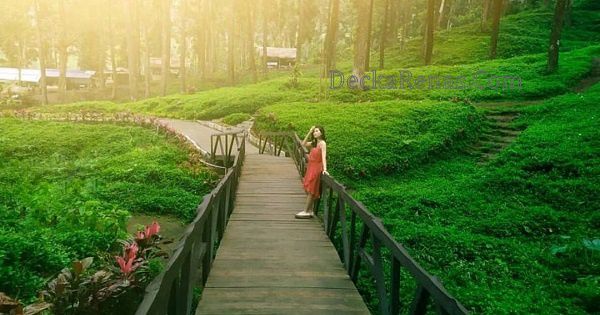 Harga tiket Masuk Hutan Pinus Limpakuwus Lokasi Jam Buka Rute Foto