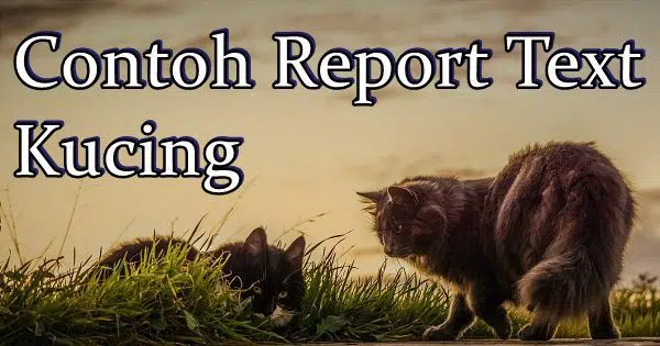 Contoh Report Text Singkat tentang Kucing