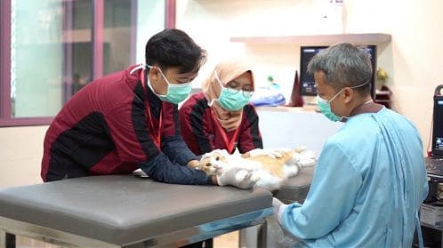 cara menjadi dokter hewan